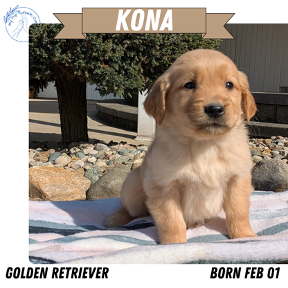 GOLDEN RETRIEVER (02/01) FEMALE