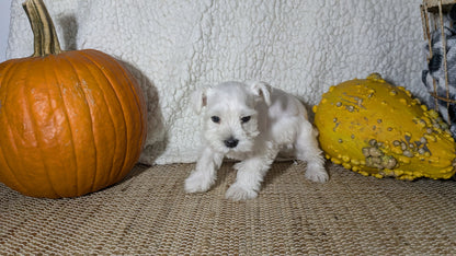 MINI SCHNAUZER (09/23) FEMALE