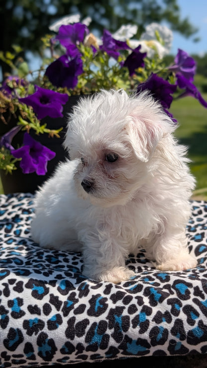 MALTESE (JUN 13) FEMALES