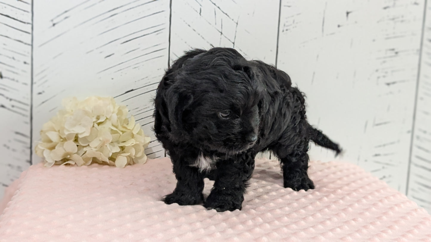 CAVAPOO (JUN 14) MALES