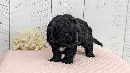 CAVAPOO (JUN 14) MALES
