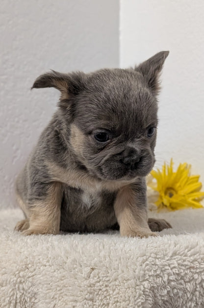 FRENCH BULLDOG (FEB 21) FEMALE