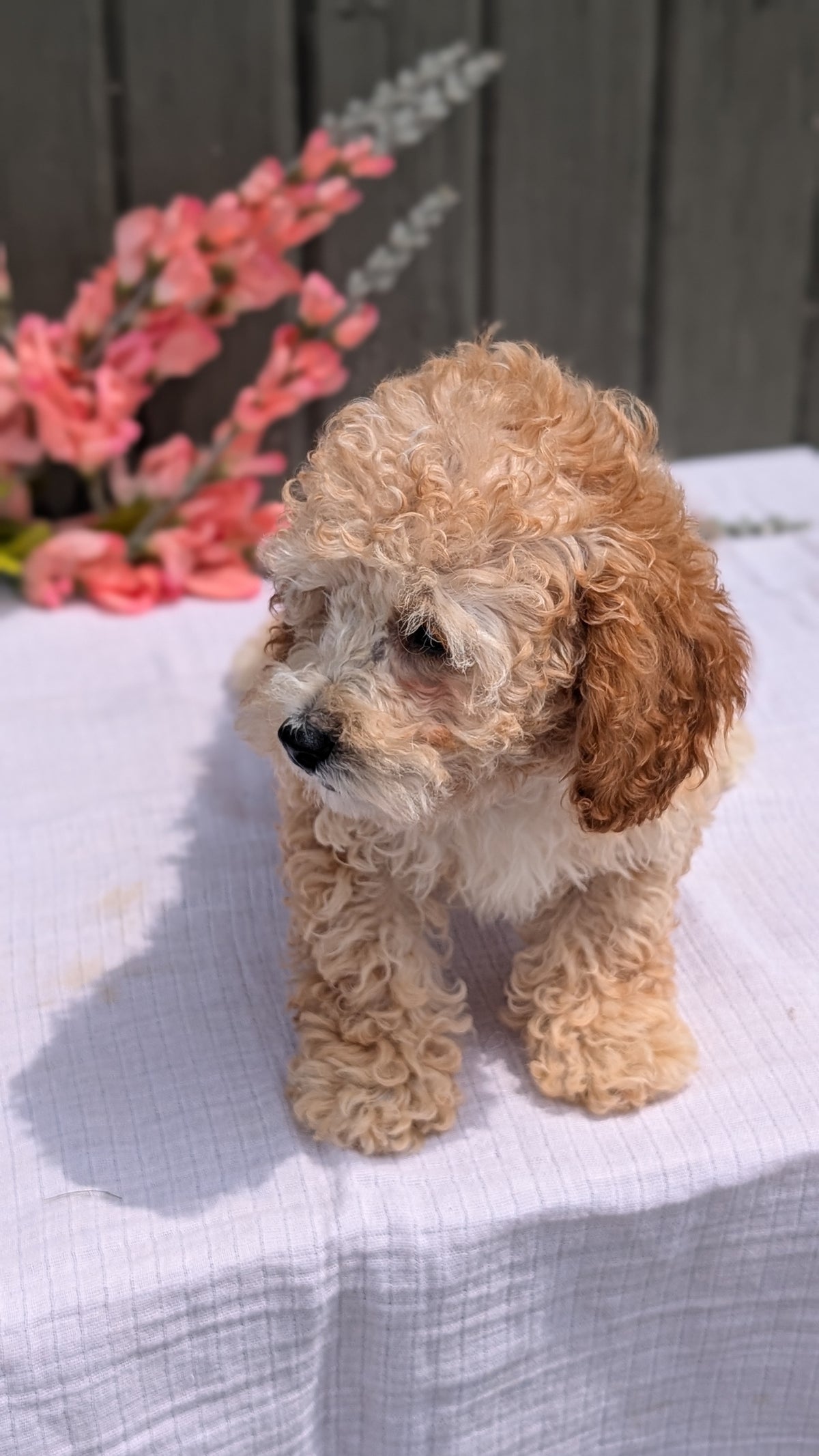 COCKAPOO (MAY 13) MALES