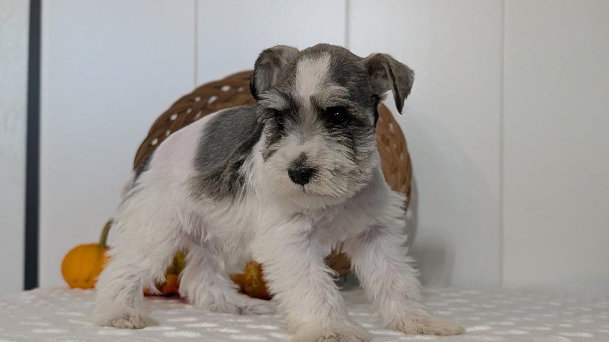 MINI SCHNAUZER (AUG 27) 4 FEMALES/1 MALE