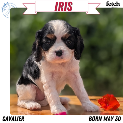 CAVALIER (MAY 30) FEMALES
