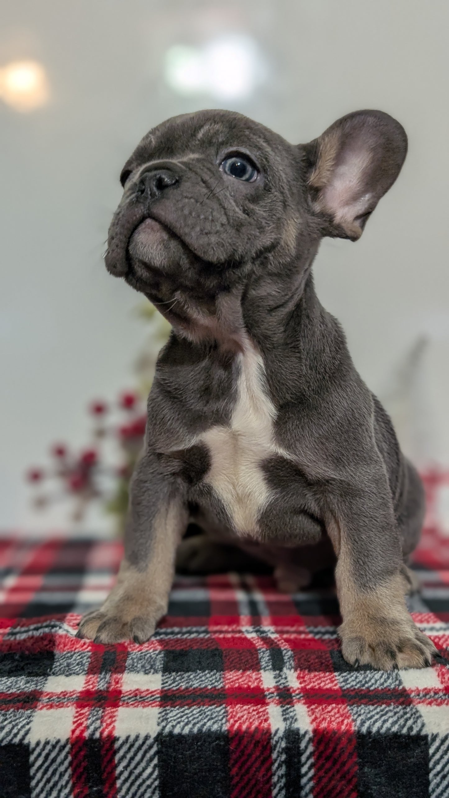 FRENCH BULLDOG (OCT 03) MALES