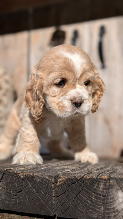 COCKER SPANIEL (09/21) FEMALE