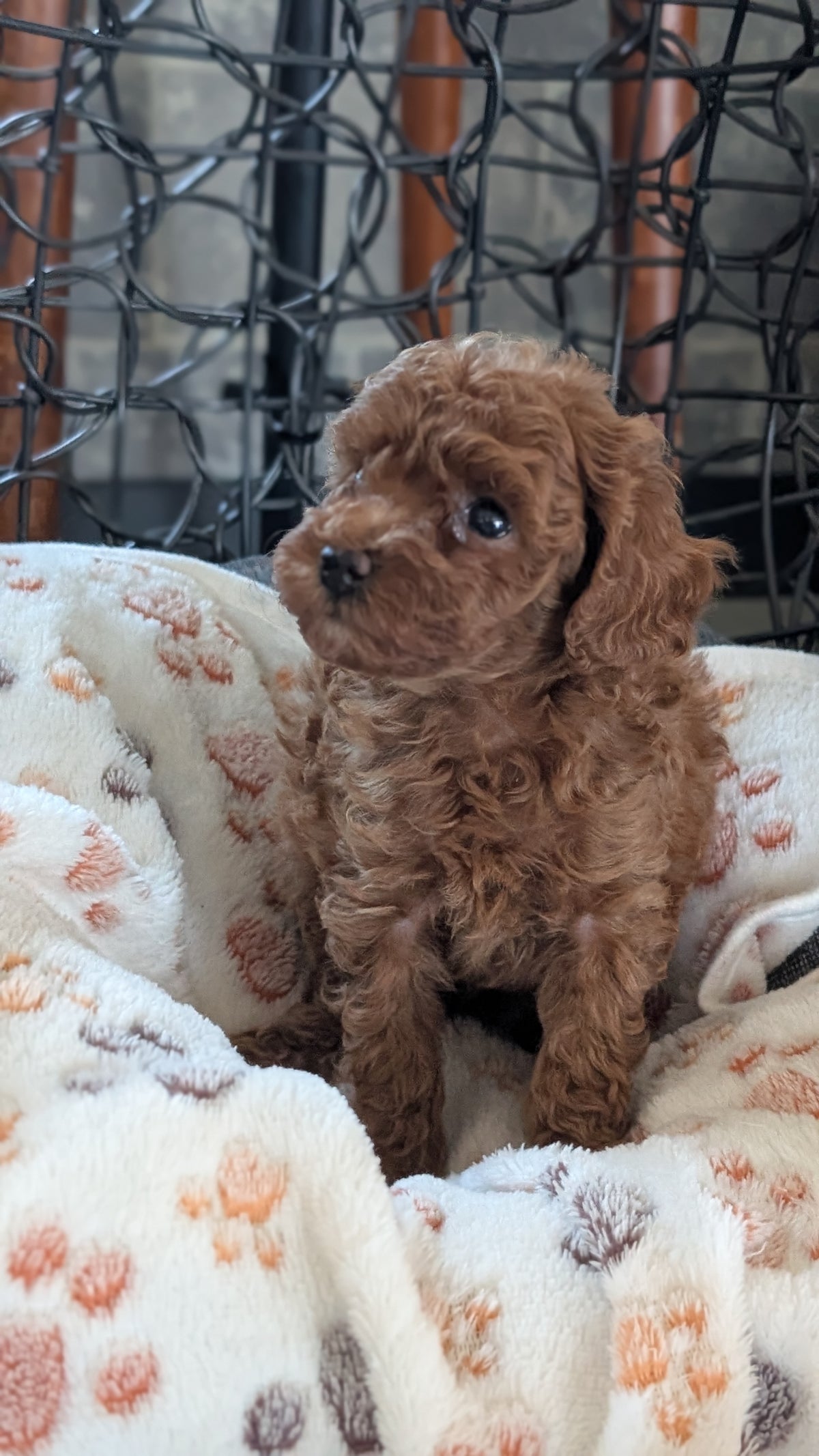 TOY POODLE (SEP 10) 4 MALES/2 FEMALES