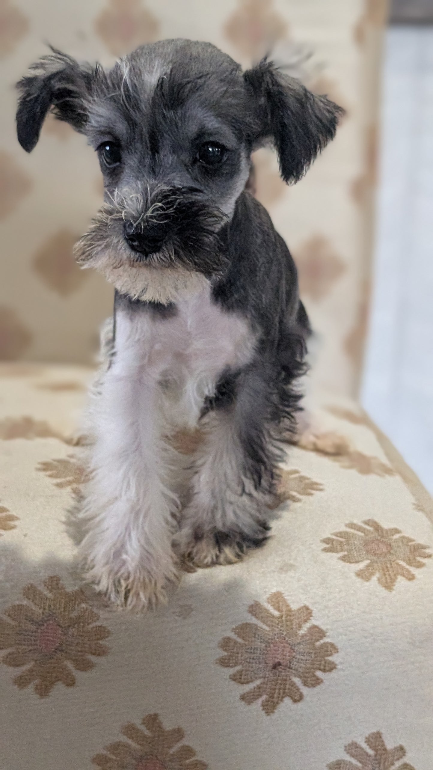 MINI SCHNAUZER (FEB 15) FEMALES