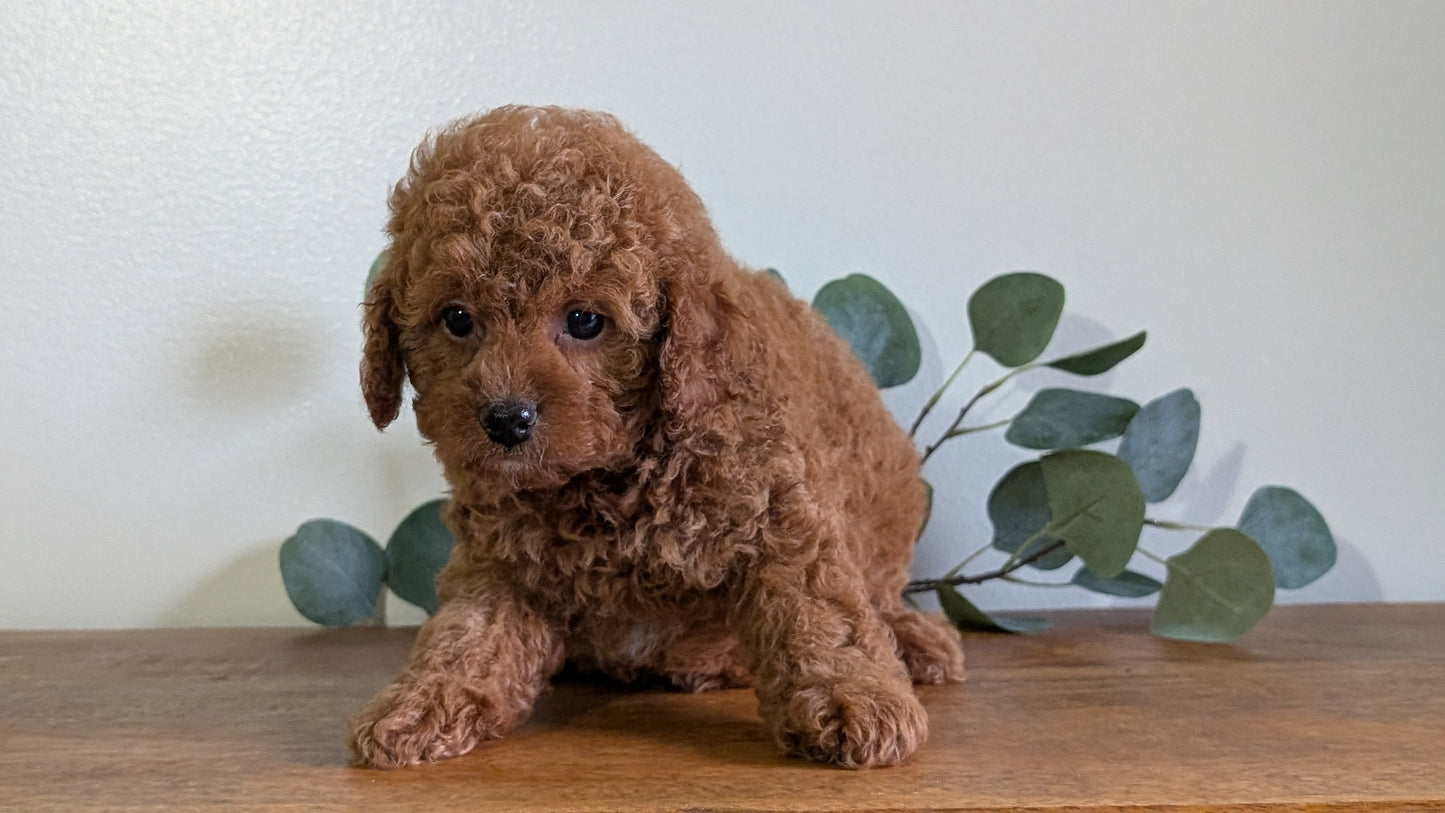 CAVAPOO (JUN 25) FEMALES
