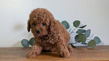CAVAPOO (JUN 25) FEMALES