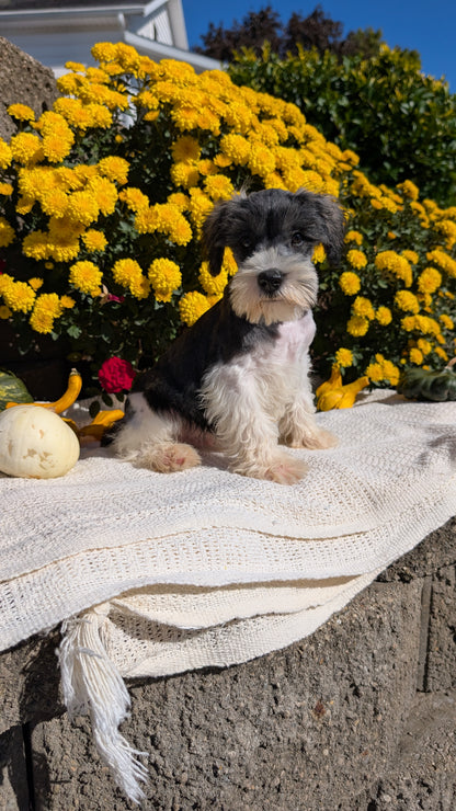 MINI SCHNAUZER (08/06) MALE