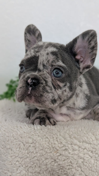 FRENCH BULLDOG (FEB 16) FEMALES