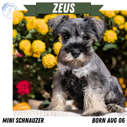 MINI SCHNAUZER (08/06) MALE