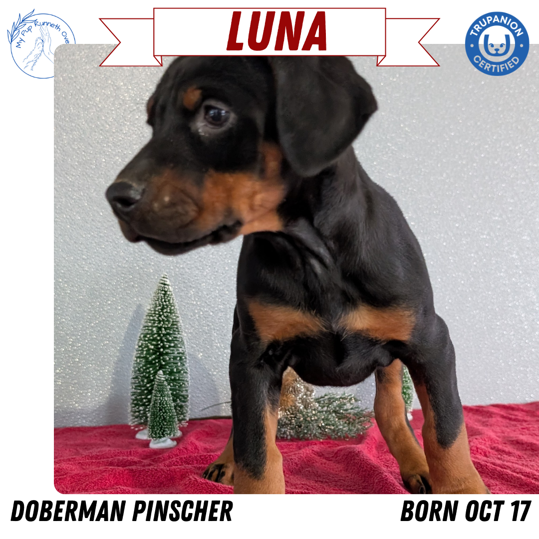 DOBERMAN PINSCHER (OCT 17) FEMALES