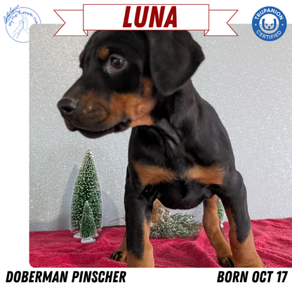 DOBERMAN PINSCHER (OCT 17) FEMALES