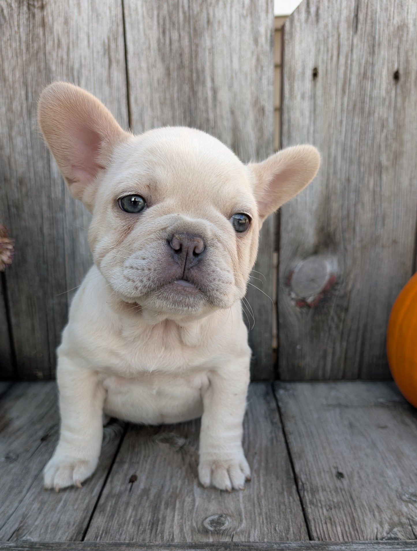 FRENCH BULLDOG (09/09) FEMALE