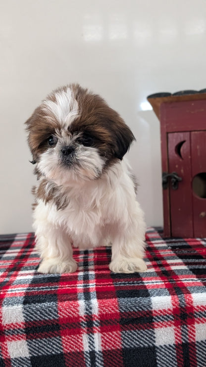 SHIH TZU (DEC 10) FEMALE