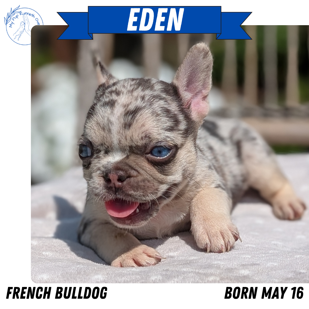 FRENCH BULLDOG (05/16) FEMALE