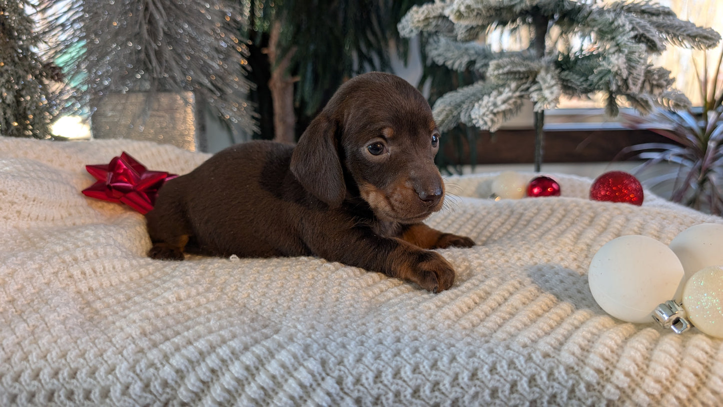 MINI DACHSHUND (NOV 16) FEMALES