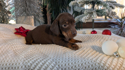 MINI DACHSHUND (NOV 16) FEMALES