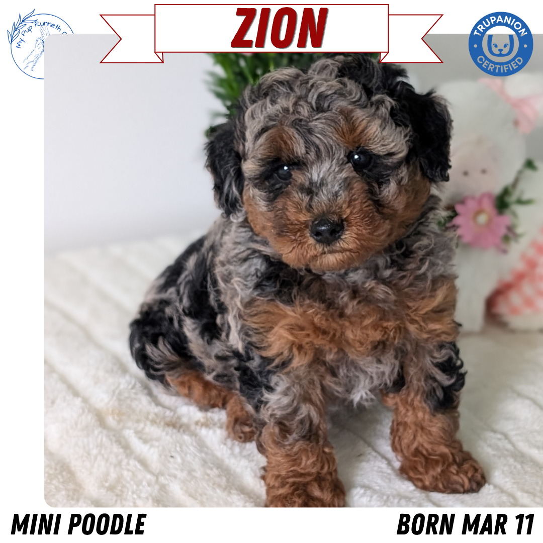 MINI POODLE (MAR 11) MALE