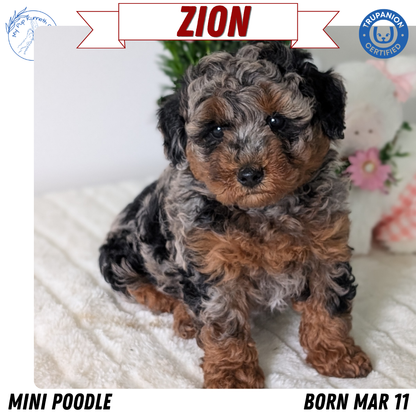 MINI POODLE (MAR 11) MALE
