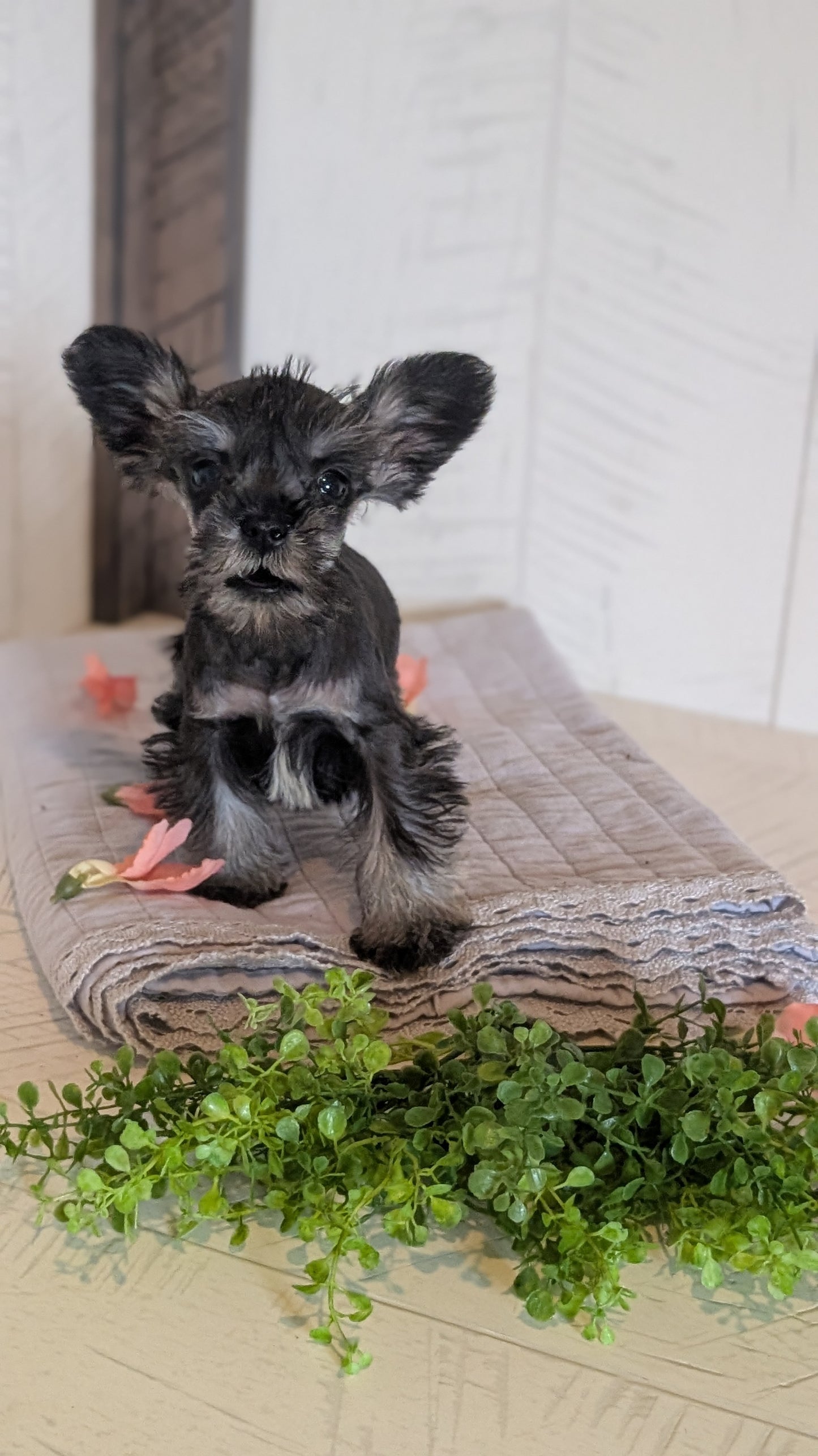 MINI SCHNAUZER (FEB 15) FEMALES