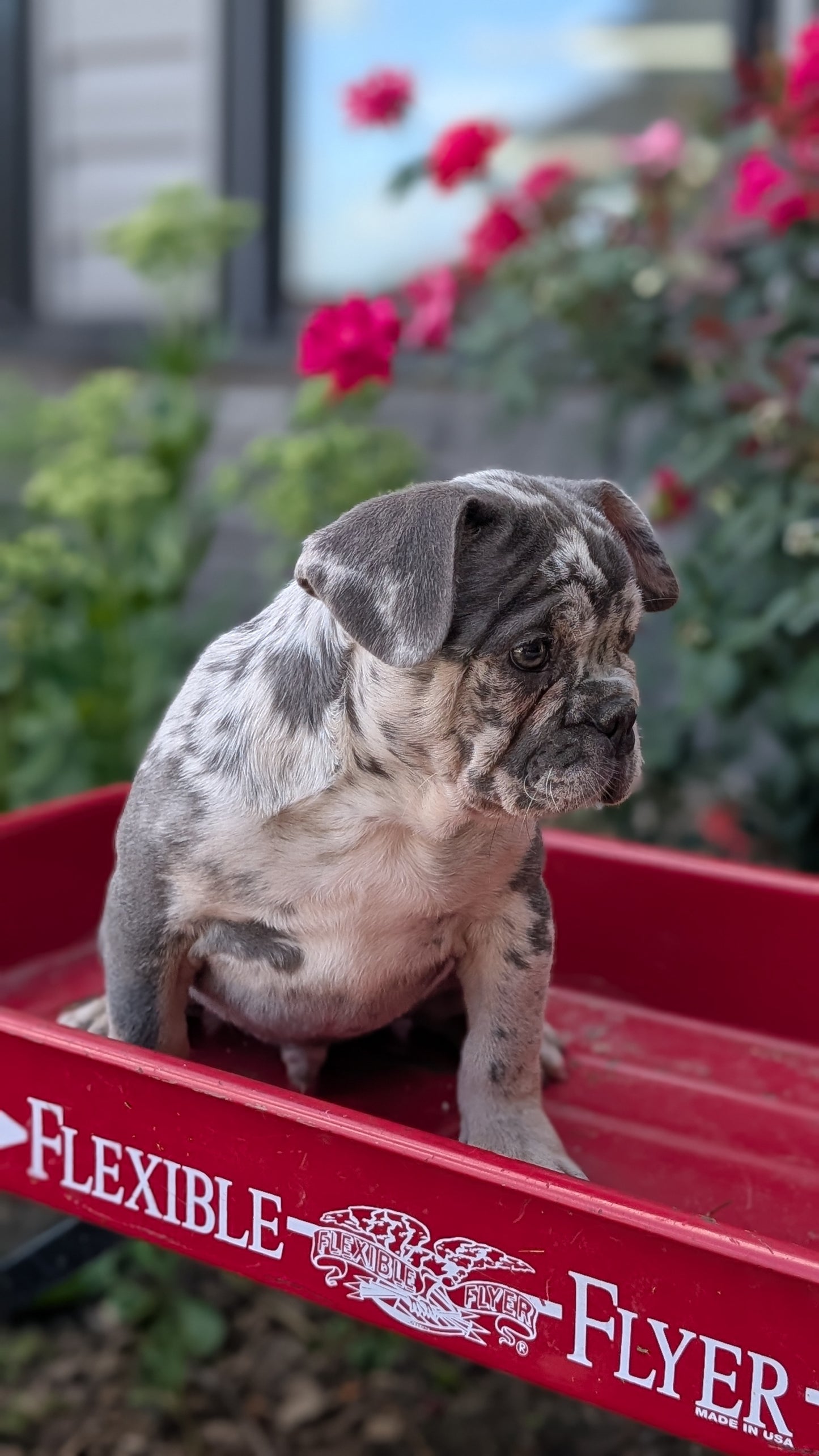 FRENCH BULLDOG (MAY 27) MALES
