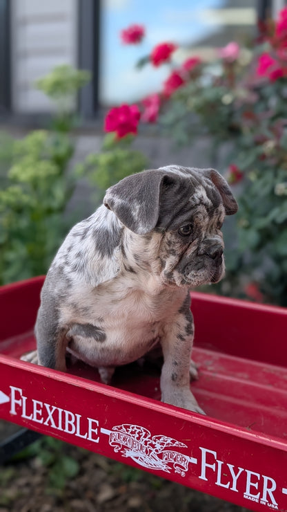 FRENCH BULLDOG (MAY 27) MALES
