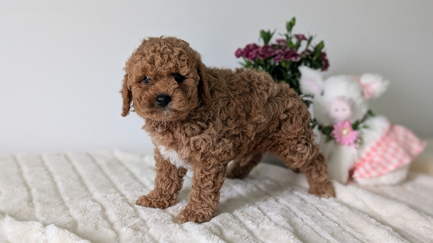 MINI GOLDENDOODLE (MAR 13) MALE