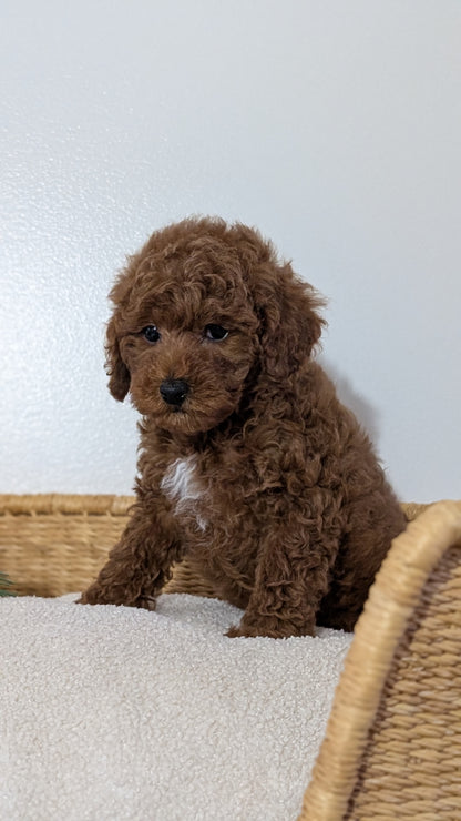 MINI POODLE (NOV 14) MALES