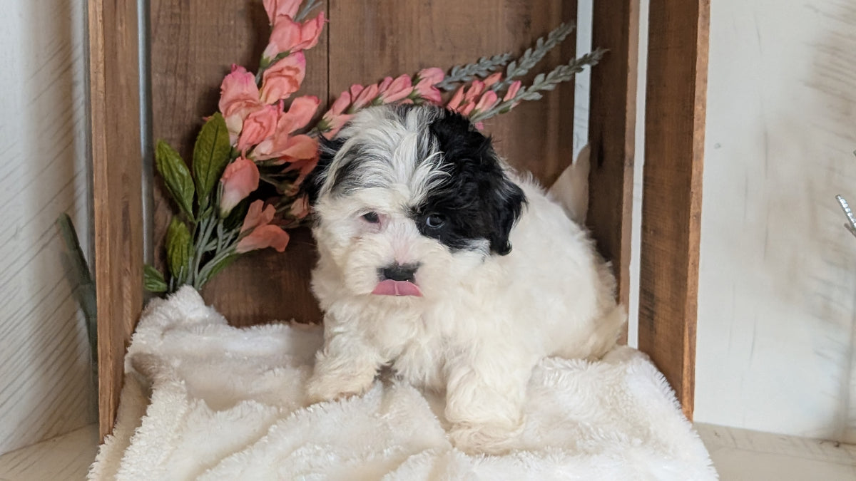 TEDDY BEAR (JUL 15) 1 MALE/1 FEMALE