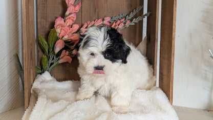 TEDDY BEAR (JUL 15) 1 MALE/1 FEMALE