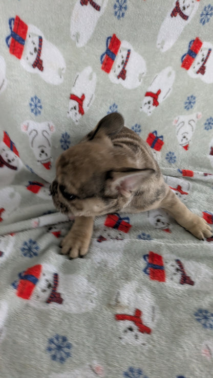 FRENCH BULLDOG (11/01) MALE