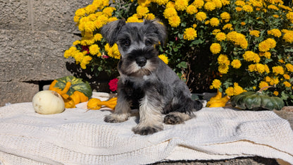 MINI SCHNAUZER (08/06) MALE