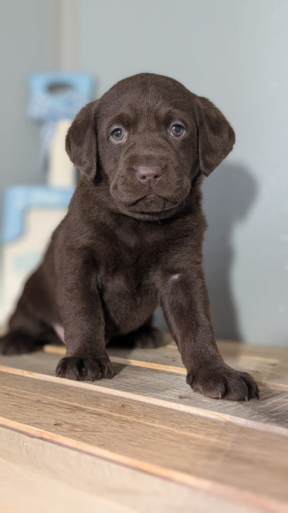 LABRADOR RETRIEVER (JAN 18) FEMALES