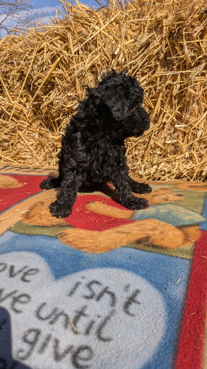 TOY POODLE (02/01) FEMALE