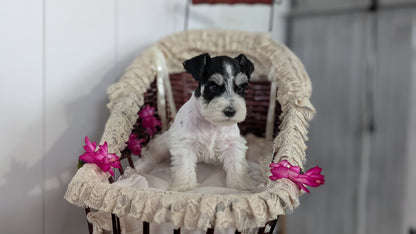 MINI SCHNAUZER (JAN 10) MALES