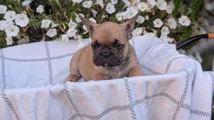 FRENCH BULLDOG (07/15) MALE