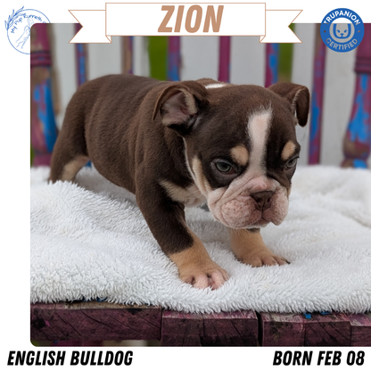 ENGLISH BULLDOG (FEB 09) MALES