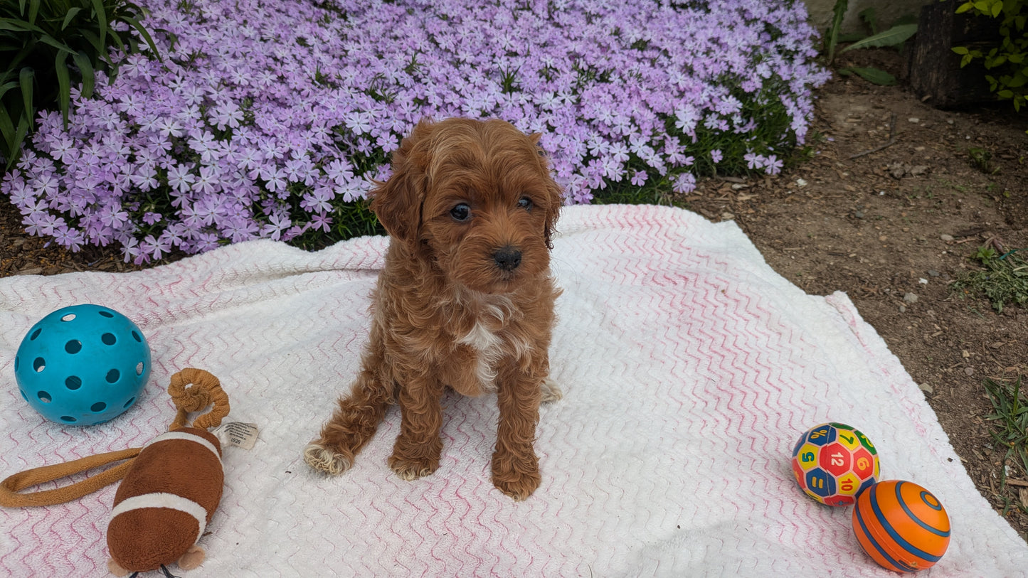 MALTIPOO (03/15) MALE