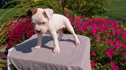BOXER (08/20) FEMALE
