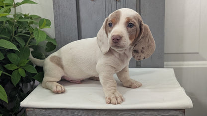 MINI DACHSHUND (MAR 23) MALES