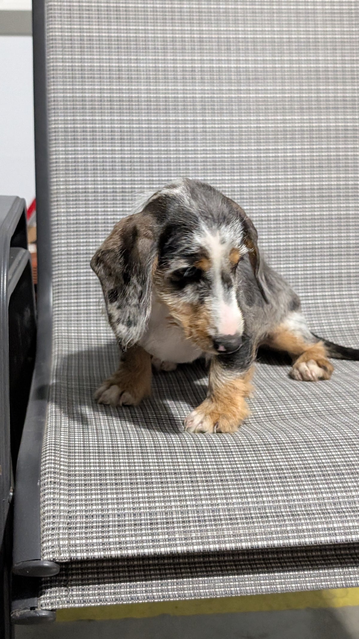 MINI DACHSHUND (JUN 04) FEMALES