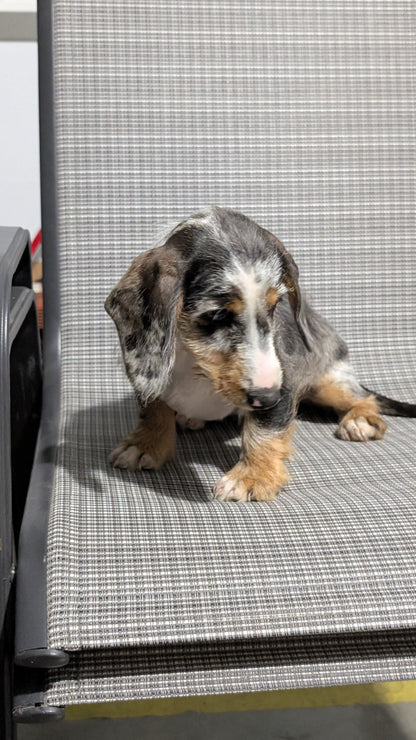 MINI DACHSHUND (JUN 04) FEMALES