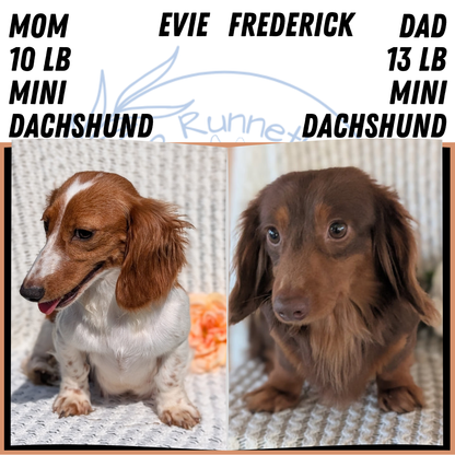 MINI DACHSHUNDS (JUL 05) 2 MALES/2 FEMALES