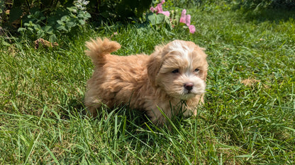 SHIH-POO (06/28) MALE