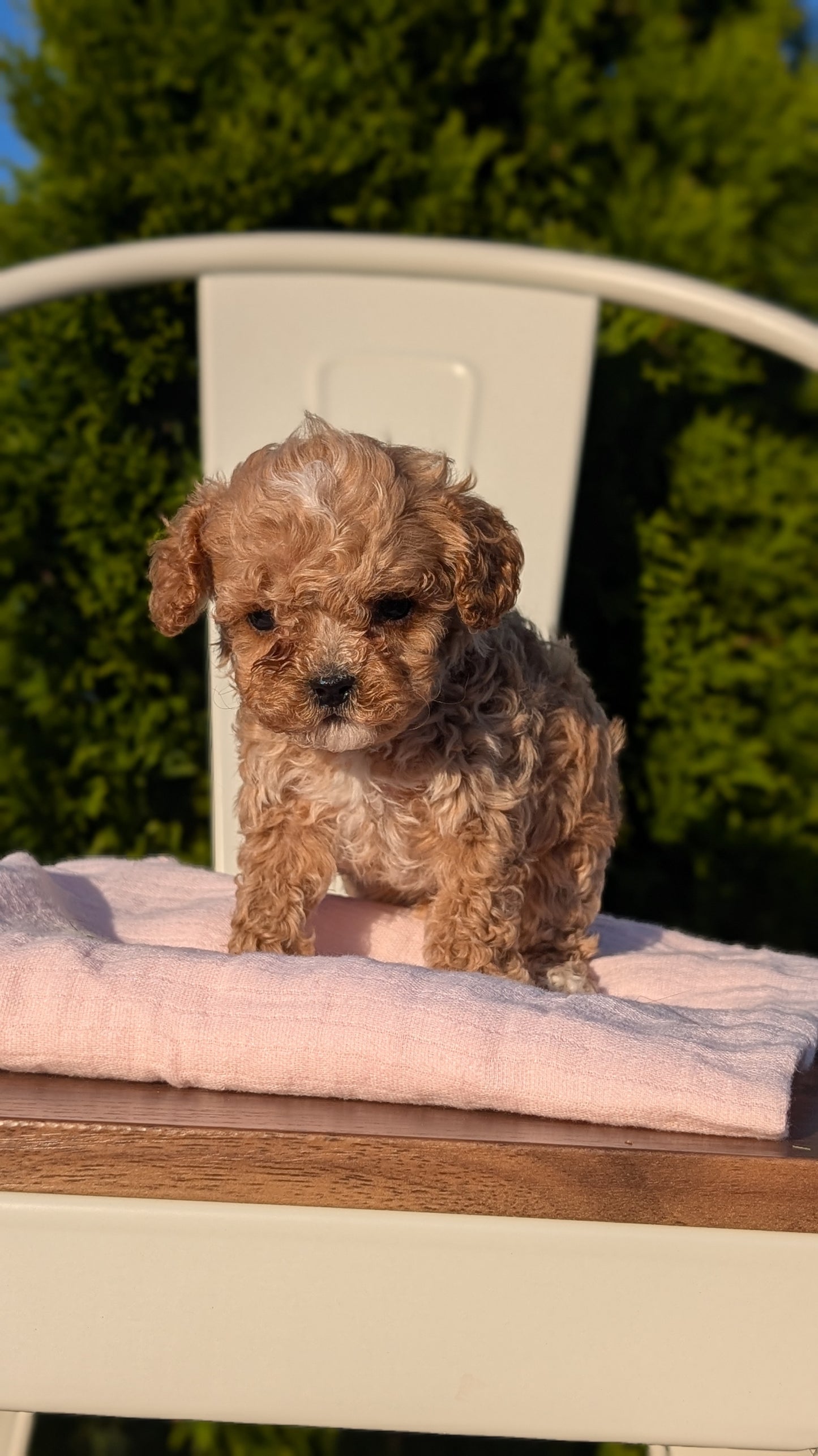 CAVAPOO (MAY 09) MALES