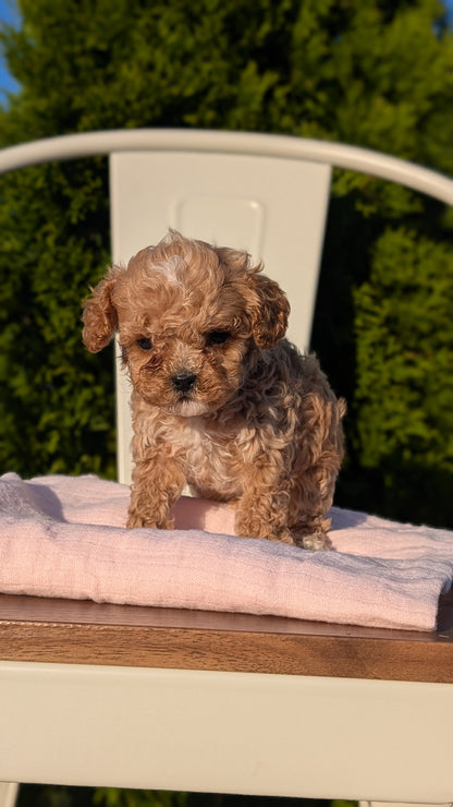 CAVAPOO (MAY 09) MALES